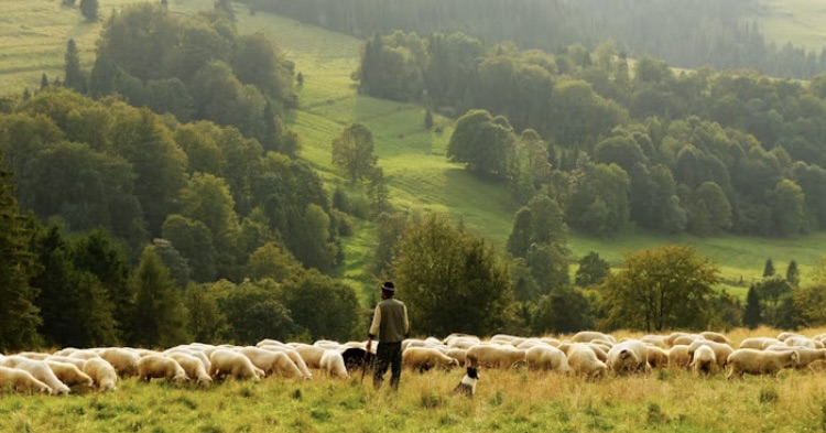 The Shepherd